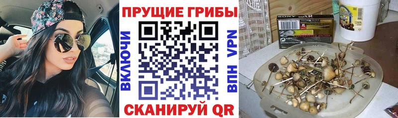 Псилоцибиновые грибы GOLDEN TEACHER  Лобня 